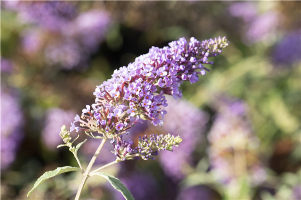 Buddleja davidii BUZZ™ 'Midnight'