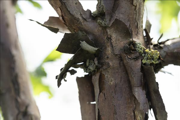 Acer griseum