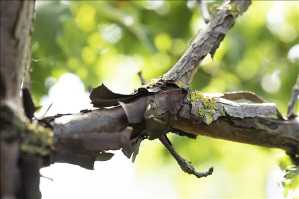 Acer griseum