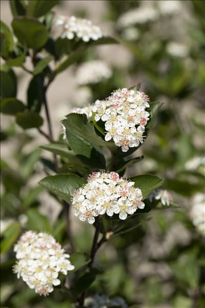 Aronia melanocarpa