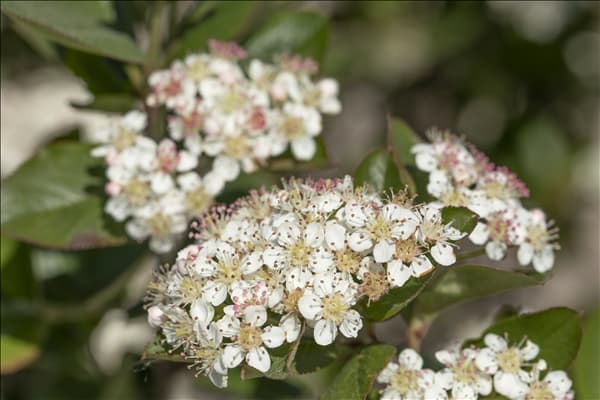 Aronia melanocarpa