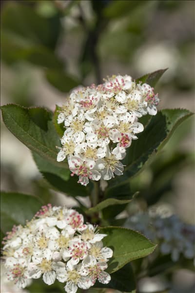 Aronia melanocarpa