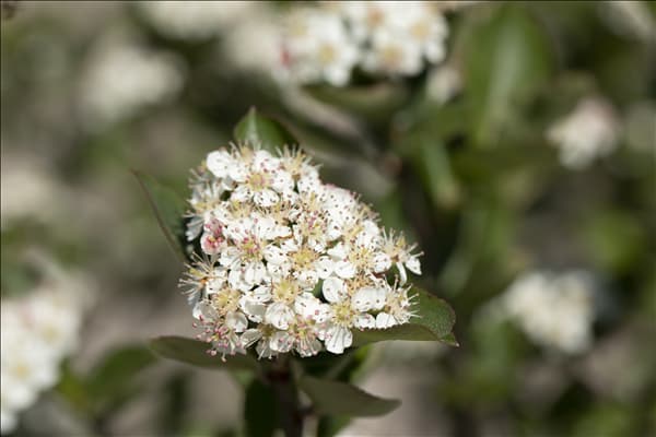 Aronia melanocarpa