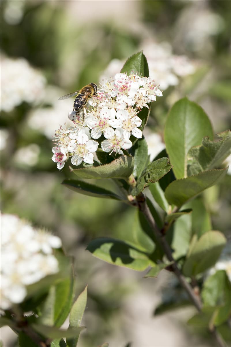 Aronia melanocarpa