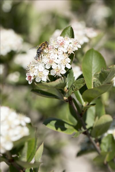 Aronia melanocarpa