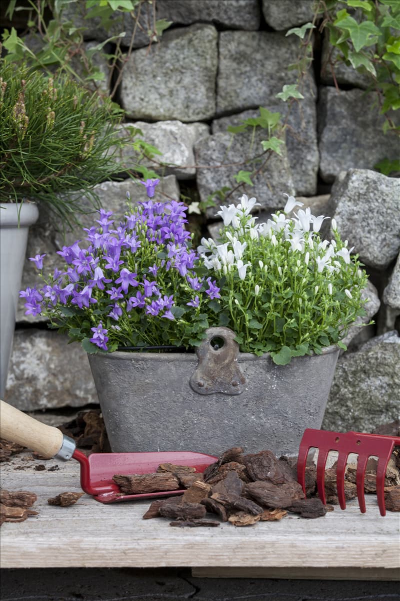 Campanula portenschlagiana
