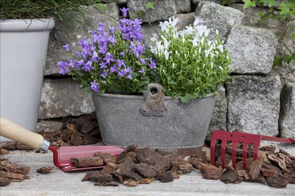 Campanula portenschlagiana