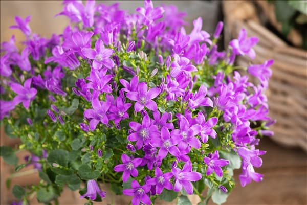 Campanula portenschlagiana 'Royal'