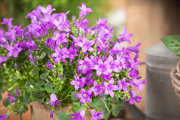 Campanula portenschlagiana 'Royal'