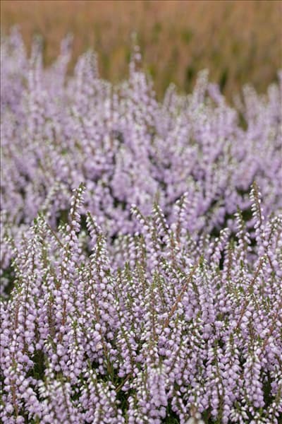 Calluna vulgaris 'County Wicklow'