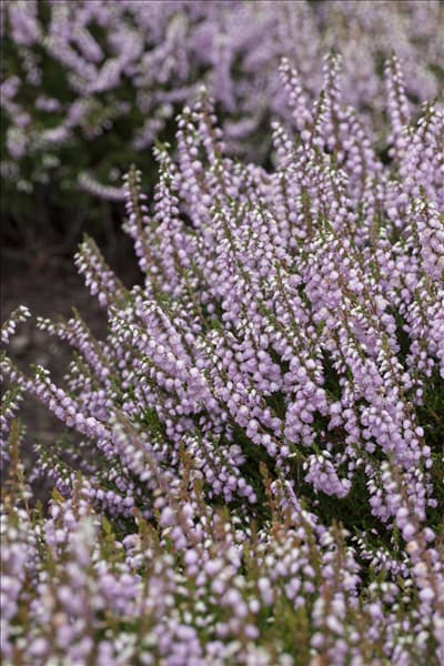 Calluna vulgaris 'County Wicklow'