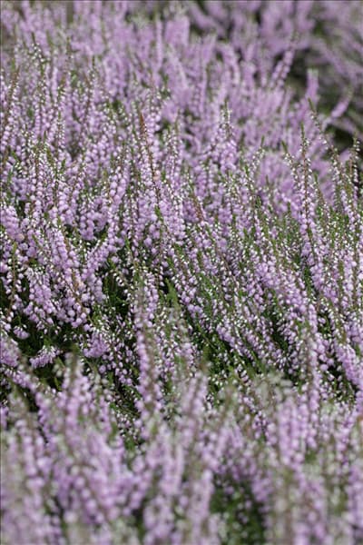 Calluna vulgaris 'County Wicklow'