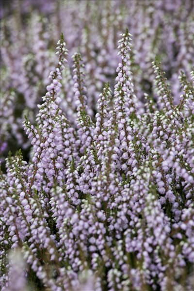 Calluna vulgaris 'Tib'