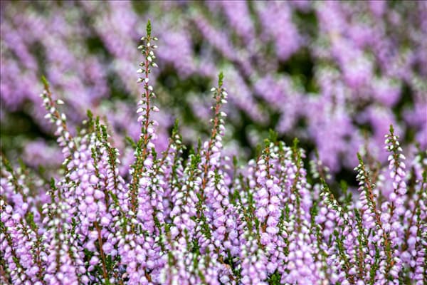 Calluna vulgaris 'County Wicklow'