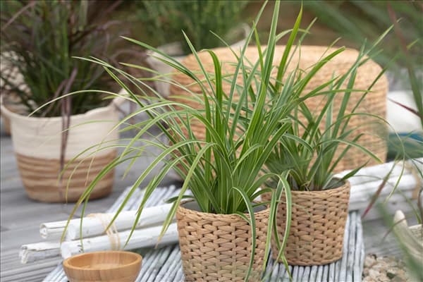 Carex morrowii ssp. foliosissima 'Icedance'