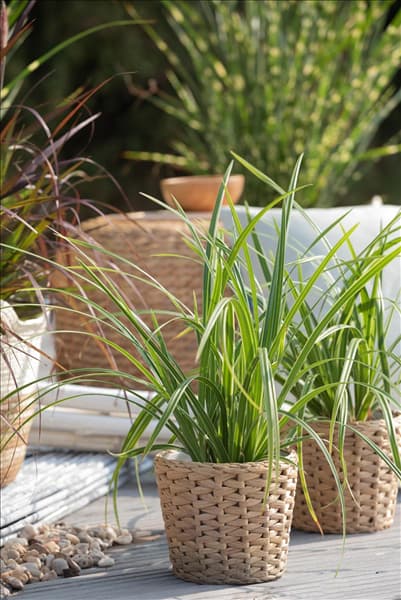 Carex morrowii ssp. foliosissima 'Icedance'