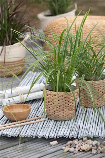 Carex morrowii ssp. foliosissima 'Icedance'
