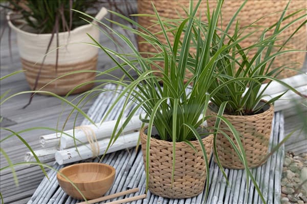 Carex morrowii ssp. foliosissima 'Icedance'