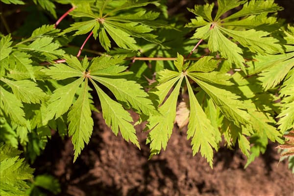 Acer japonicum 'Aconitifolium'