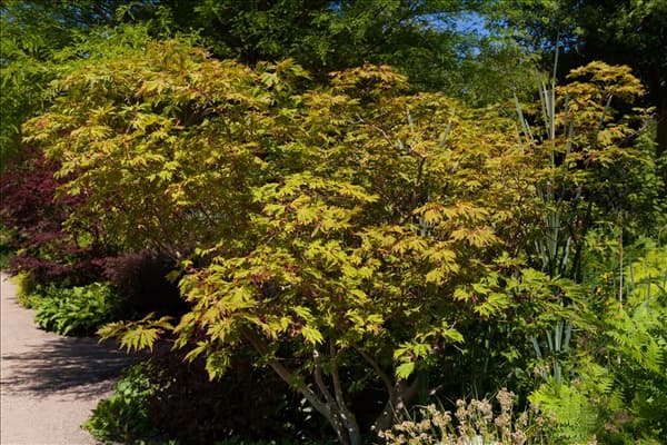 Acer japonicum 'Aconitifolium'