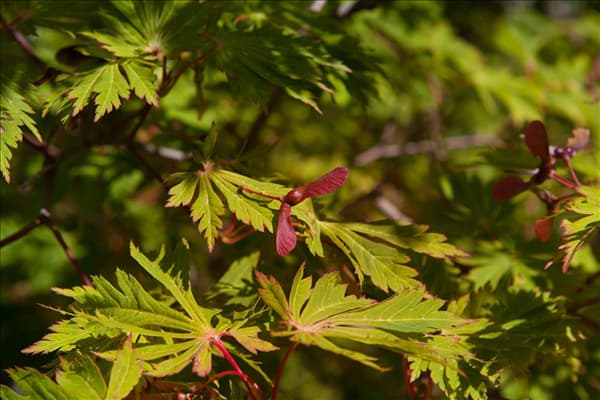 Acer japonicum 'Aconitifolium'
