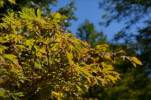 Acer japonicum 'Aconitifolium'