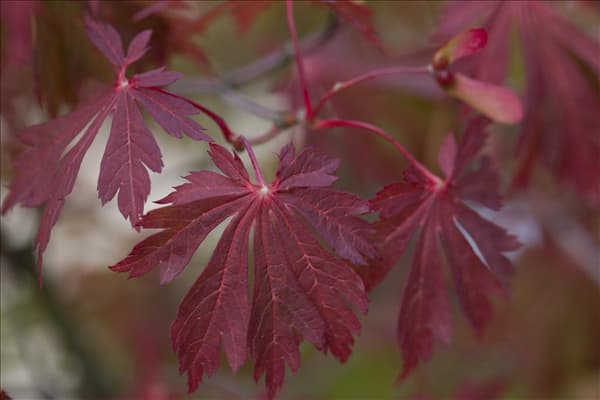 Acer japonicum