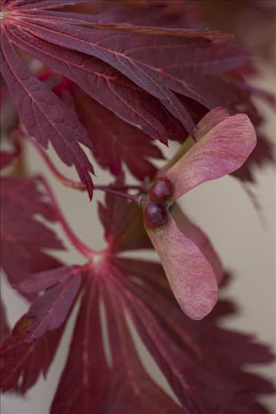 Acer japonicum
