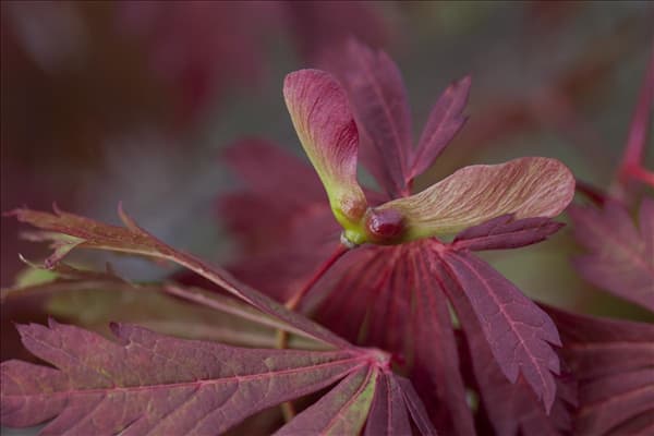 Acer japonicum 'Aconitifolium'