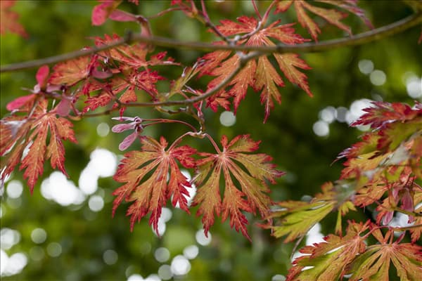 Acer japonicum 'Aconitifolium'