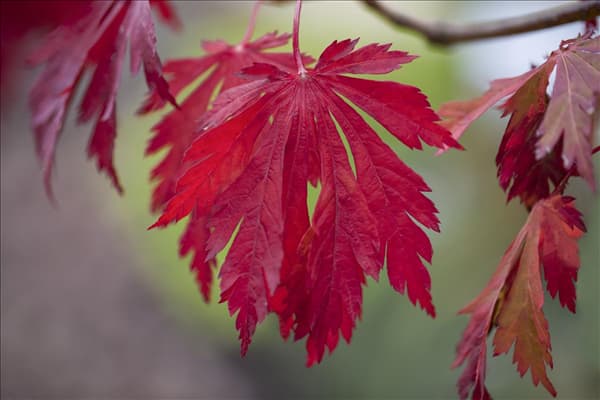 Acer japonicum 'Aconitifolium'