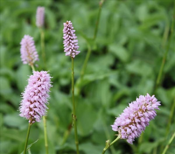Bistorta officinalis