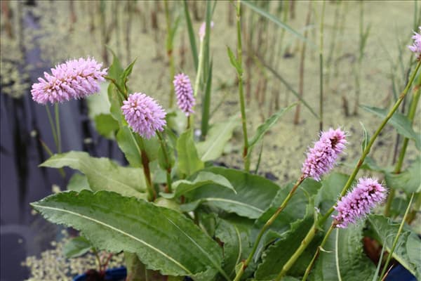 Bistorta officinalis