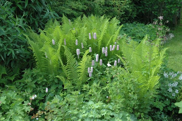 Bistorta officinalis