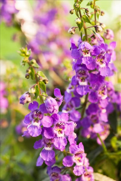Angelonia hybrid