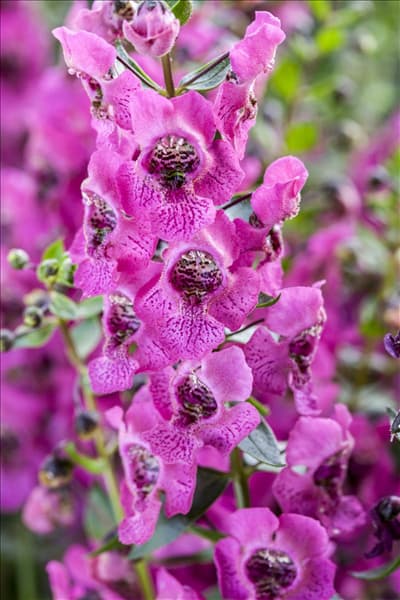 Angelonia angustifolia