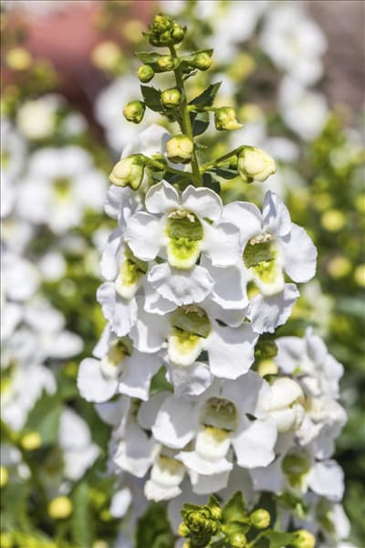 Angelonia angustifolia 'Archangel White'