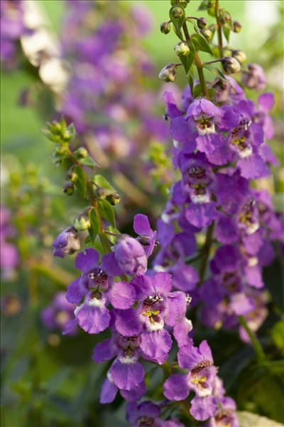 Angelonia hybrid
