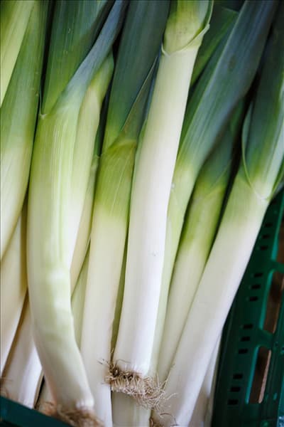Allium porrum