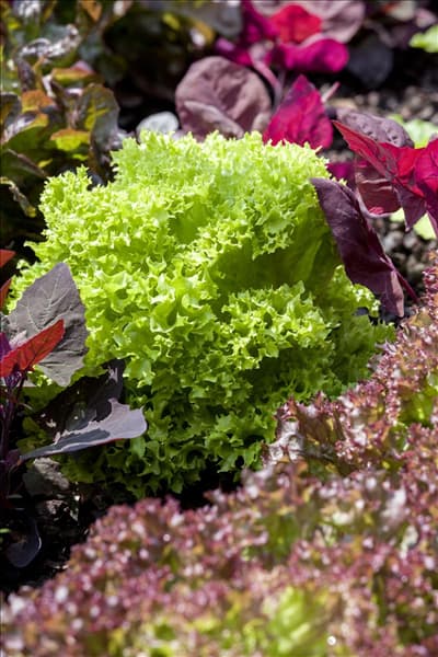 Lactuca sativa var. crispa 'Lollo bionda'