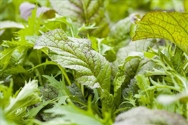 Blattgemüse