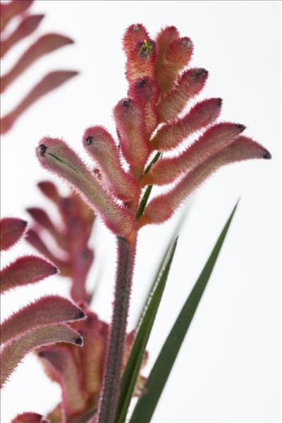 Anigozanthos flavidus