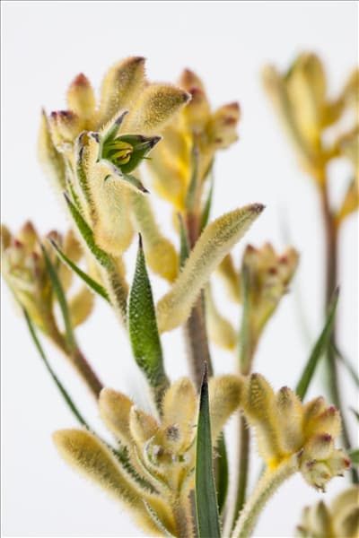 Anigozanthos