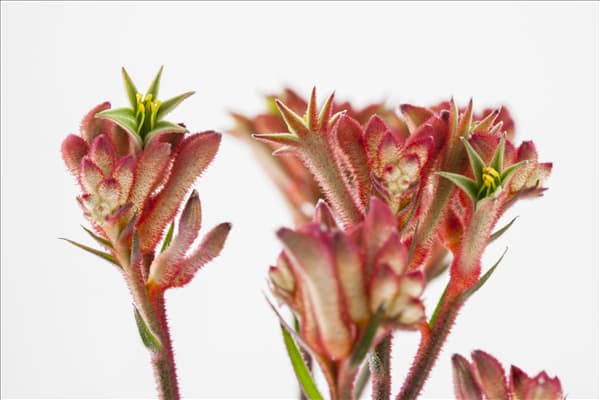 Anigozanthos flavidus