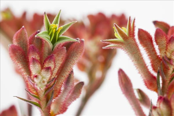 Anigozanthos flavidus