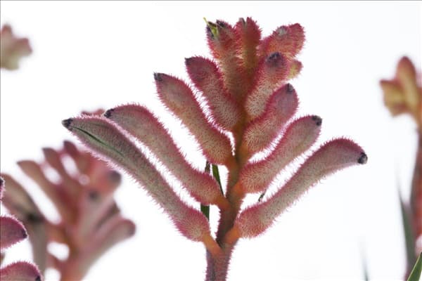 Anigozanthos
