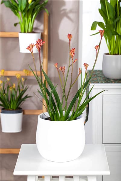 Anigozanthos flavidus