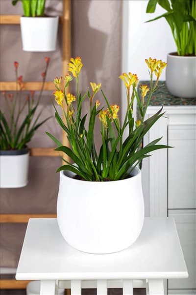 Anigozanthos flavidus