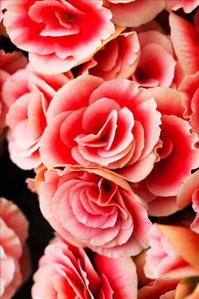 Begonia elatior 'Borias'®
