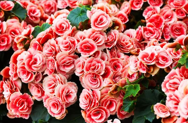 Begonia elatior 'Borias'®